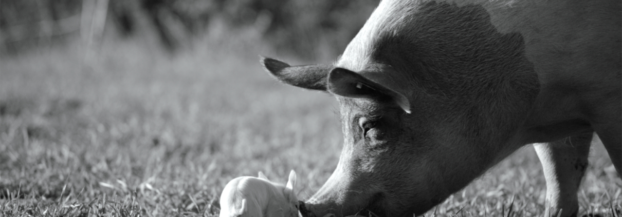 Gunda - Kino Varšava - film