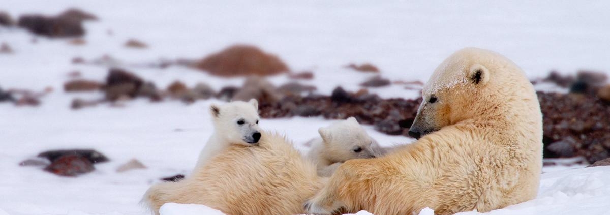 Královna mizející říše- film kino VARŠAVA