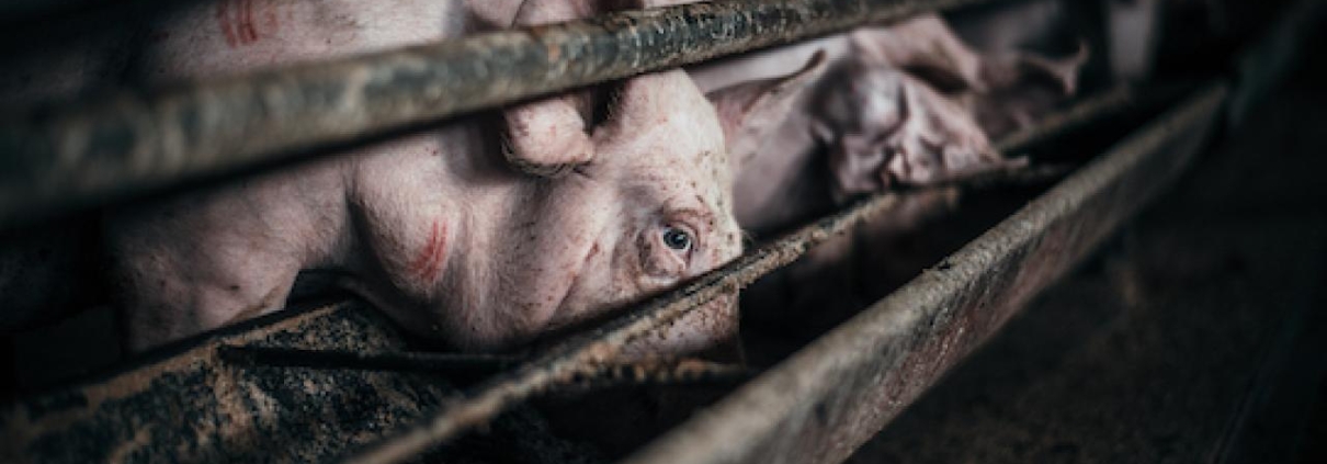 SVĚDECTVÍ - film kino VARŠAVA