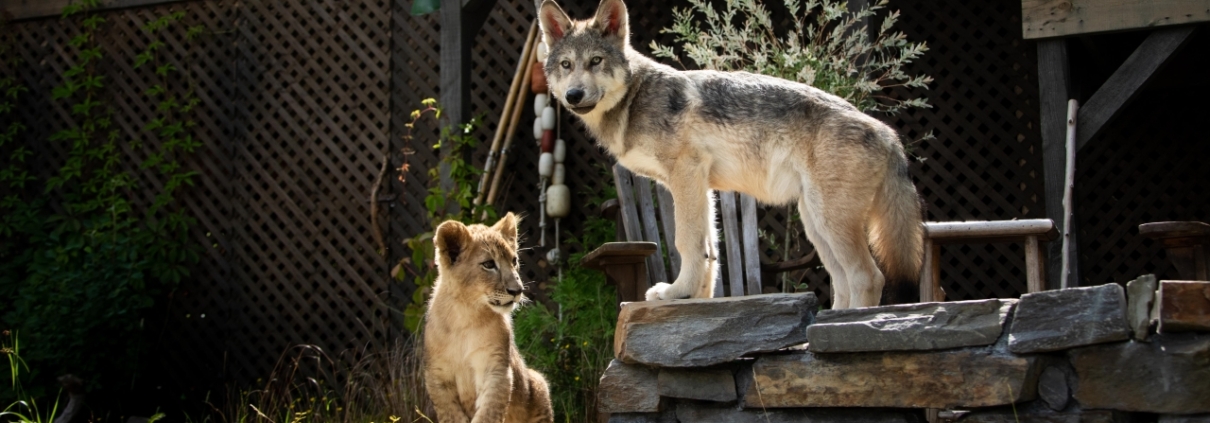 VLK A LEV - film kino VARŠAVA