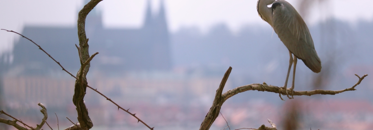 Planeta Praha - film Kino Varšava