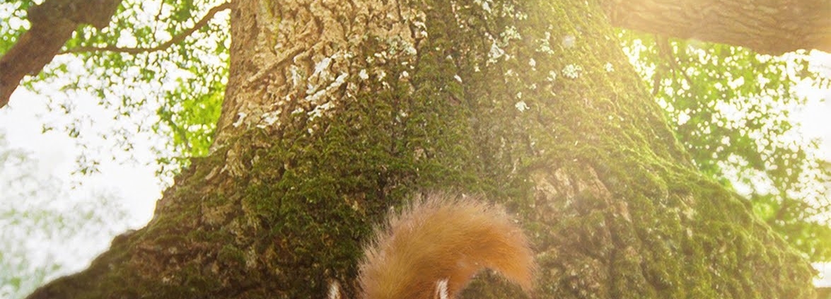 SRDCE DUBU - film kino Varšava