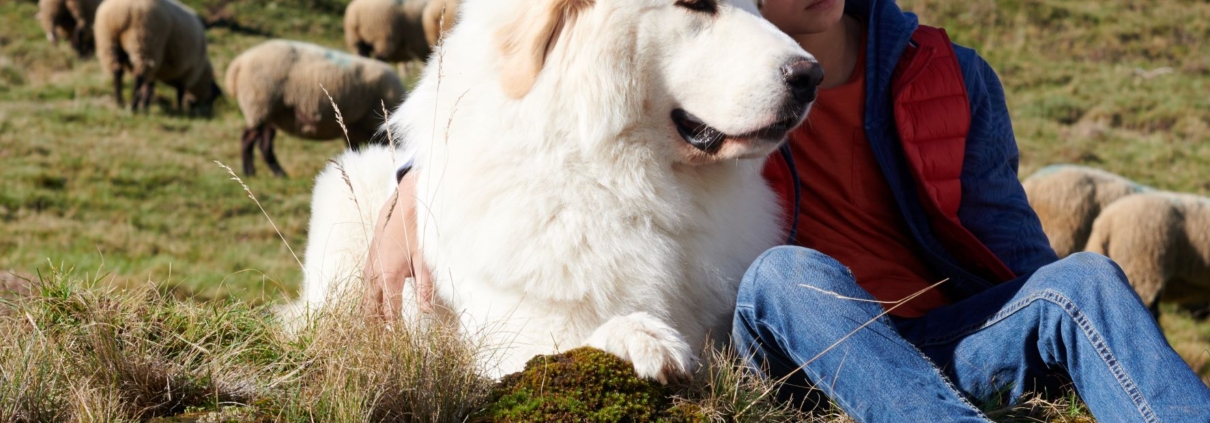 BELLA A SEBASTIÁN: NOVÁ GENERACE - film Kino Varšava