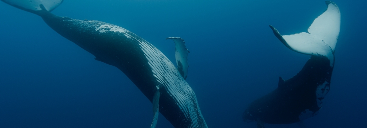 NÁROD VELRYB - film Kino Varšava