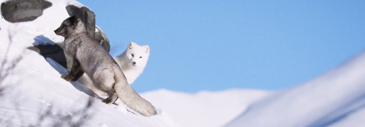 MAX & MÁJA: PŘÍBĚH LIŠTIČEK - film Kino Varšava