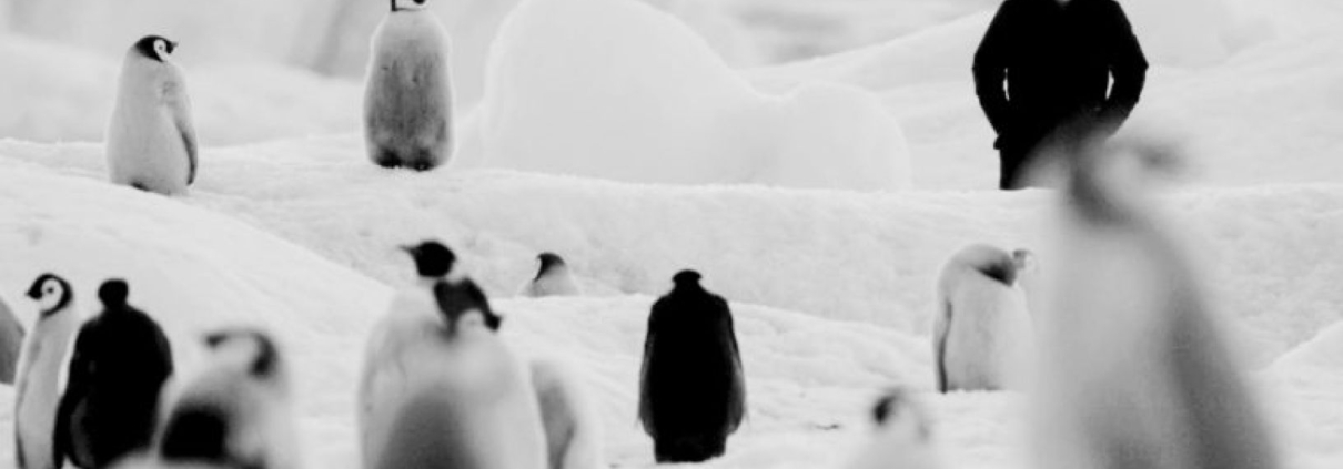 VOLANÍ ANTARKTIDY - film Kino Varšava